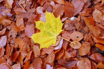 autumn individualist