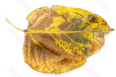 dry fall leaf