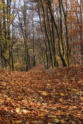 fall alley
