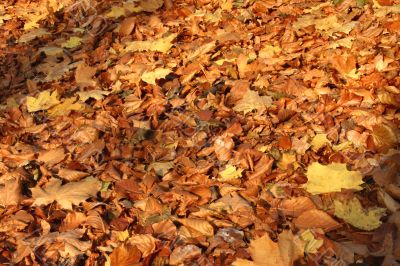 fall leaves in the sunset light