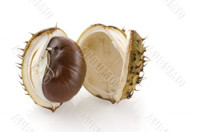 chestnut in autumn