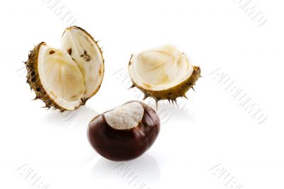 chestnut