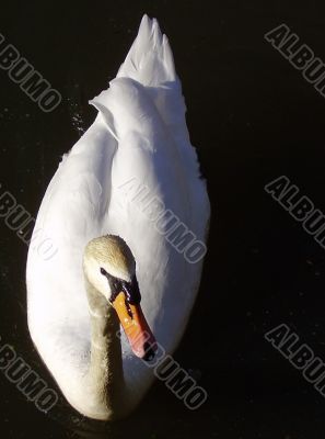 white swan
