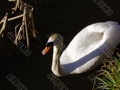 Swan amongst the rushes