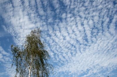 Blue cloudy sky with green birch tree