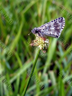 skipper on a flower