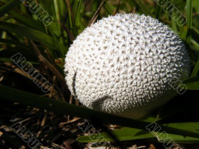 fungi in the grass