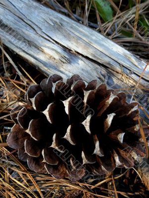 pine cone and branch