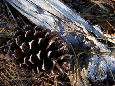 pine cone and log