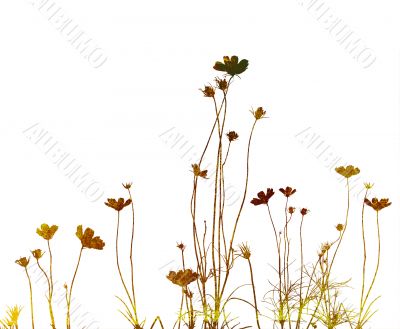 floral style textures
