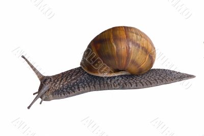 Snails