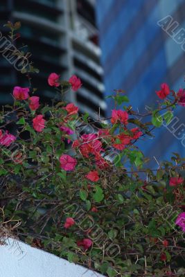Bougainvillea