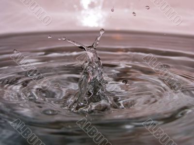 Water snail