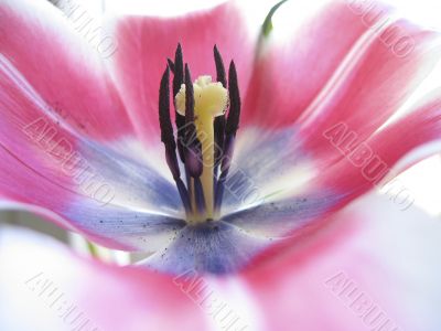 Open Tulip