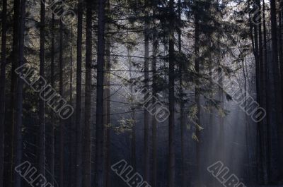 Morning sunshine in the forest in Poland
