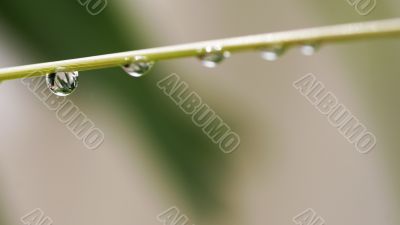 Leaf With Waterdrops