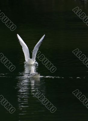 landing