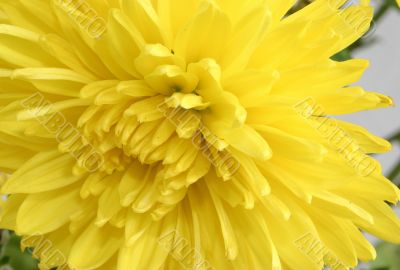 macro of yellow chrysanthemum