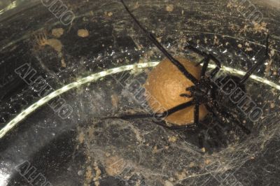 Black Widow Spider