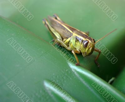 Grasshopper