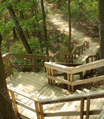 Forest Stairway