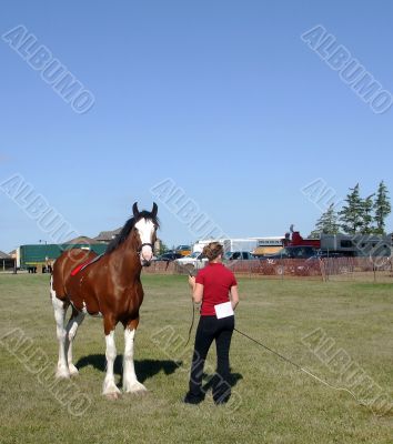 Horse Showing