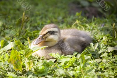 Nestling of an eider