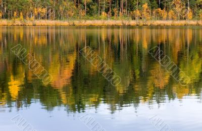Autumn in lake