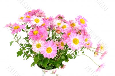chrysanthemums on white