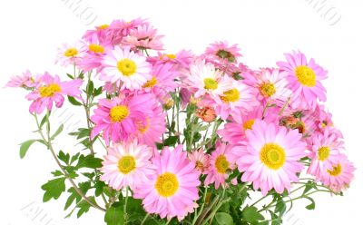 chrysanthemums on white
