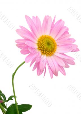 chrysanthemums on white