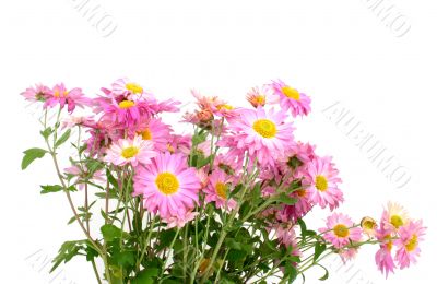 chrysanthemums on white