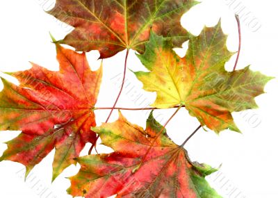 colorful leaves on white