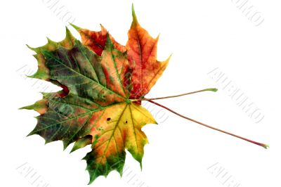 colorful leaves on white