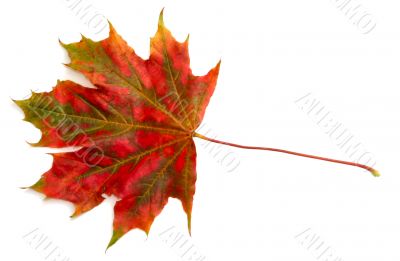 colorful leaf on white