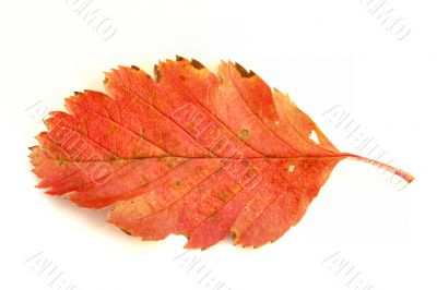colorful leaf on white