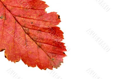 colorful leaf on white