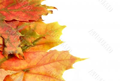 colorful leaves on white
