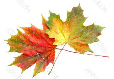 colorful leaves on white
