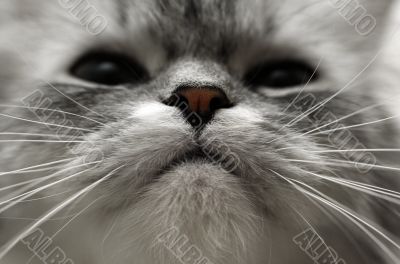 nose of a cat