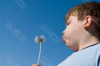 dandelion