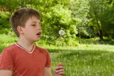 dandelion
