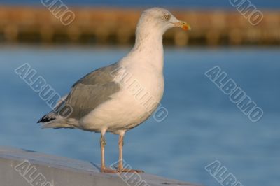 close-up of majestic seagull