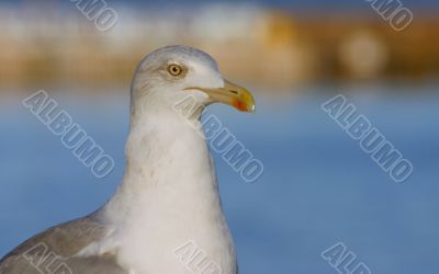close-up of majestic seagull