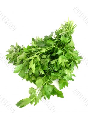 parsley isolated