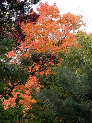 Orange fall leaves