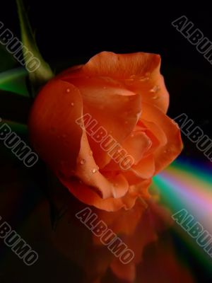 Rainbow Rose