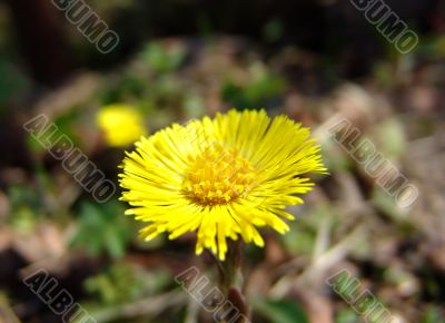 Coltsfoot flower 2