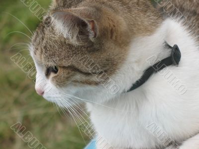 white-grey cat