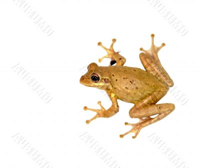 treefrog isolated over white by clipping path
